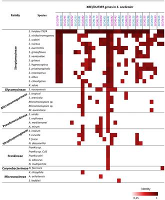 Role of fourteen XRE-DUF397 pairs from Streptomyces coelicolor as regulators of antibiotic production and differentiation. New players in a complex regulatory network